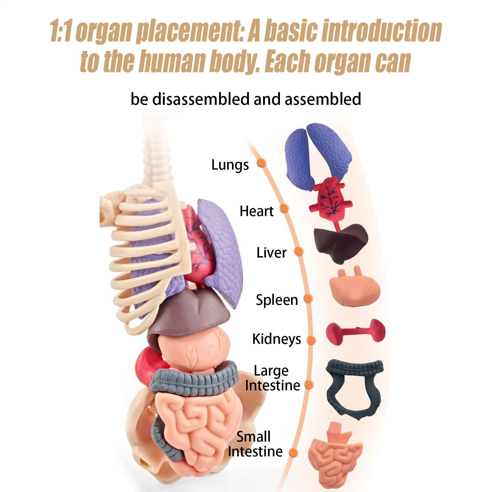 Human Skeleton Model For Anato - Kids Education Usa review and price
