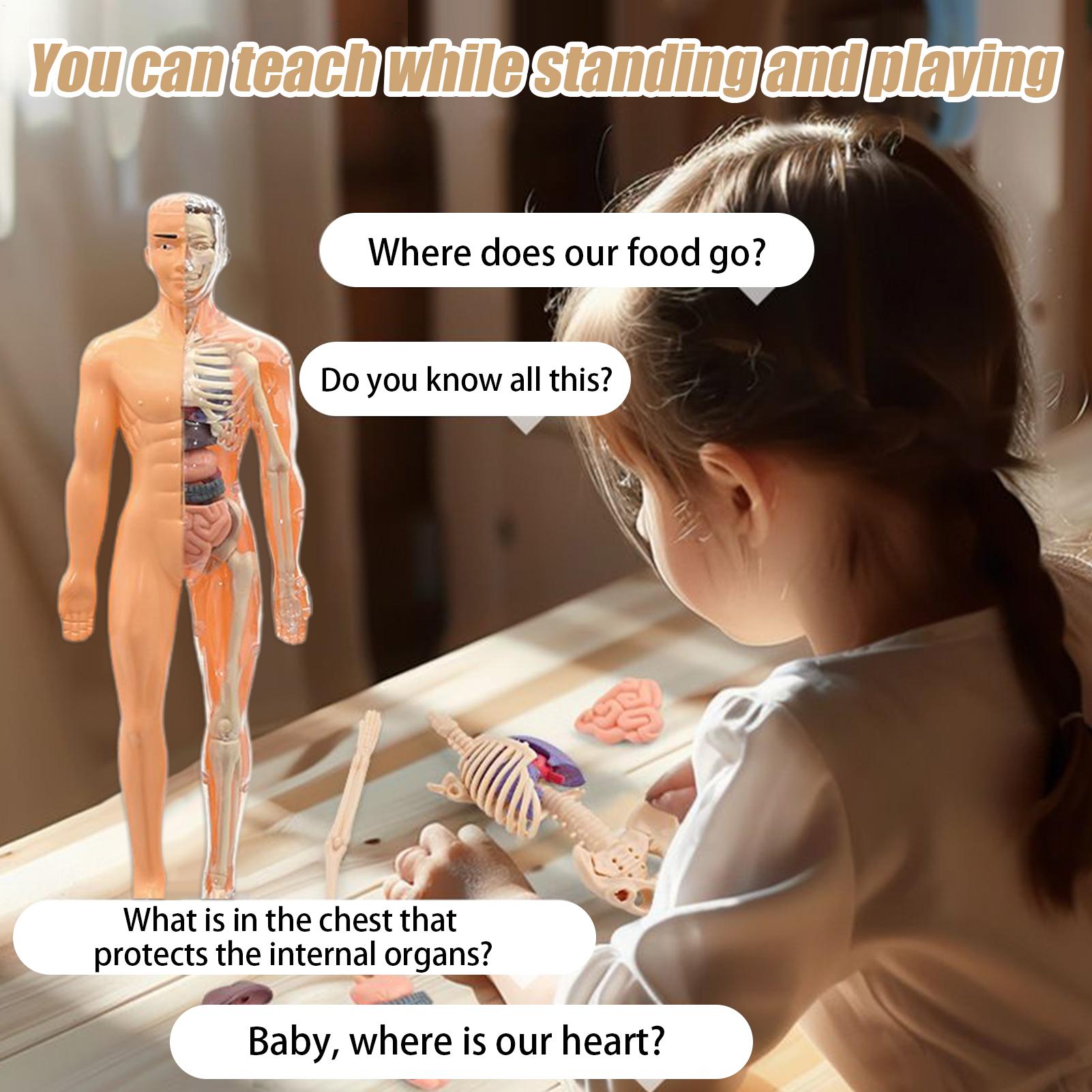Human Skeleton Model For Anato - Kids Education Usa review and price