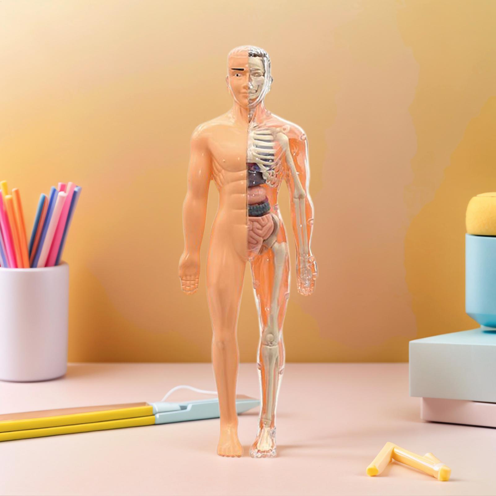 Human Skeleton Model For Anato - Kids Education Usa review and price
