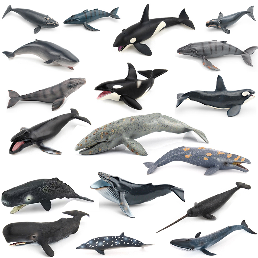 Realistic Humpback Whale Sperm - Kids Education Picture review and price