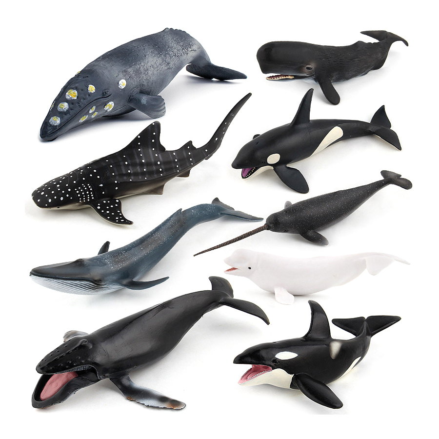 Realistic Humpback Whale Sperm - Kids Education Picture review and price