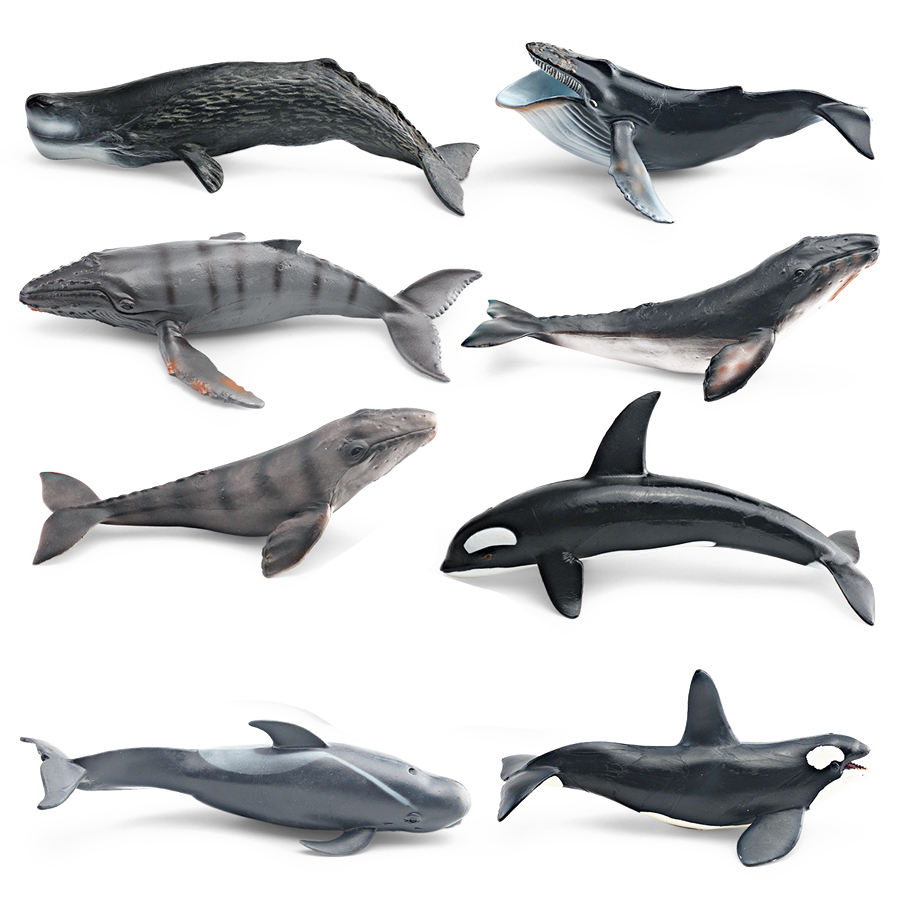 Realistic Humpback Whale Sperm - Kids Education Picture review and price