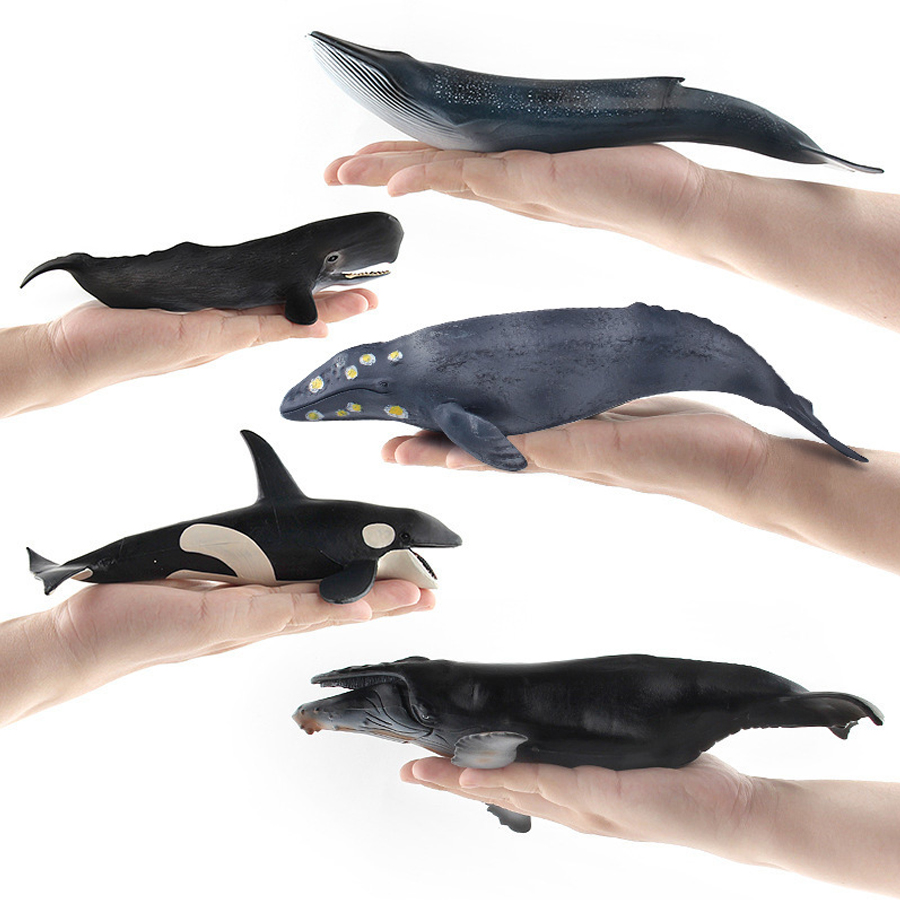 Realistic Humpback Whale Sperm - Kids Education Picture review and price