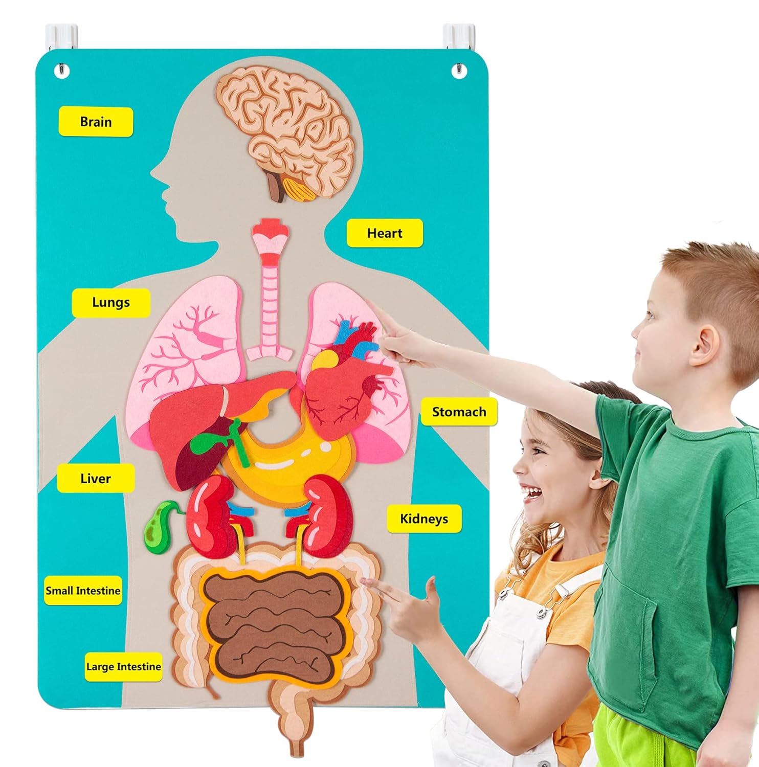 Human Body Parts Felt Board St - Kids Education Story review and price