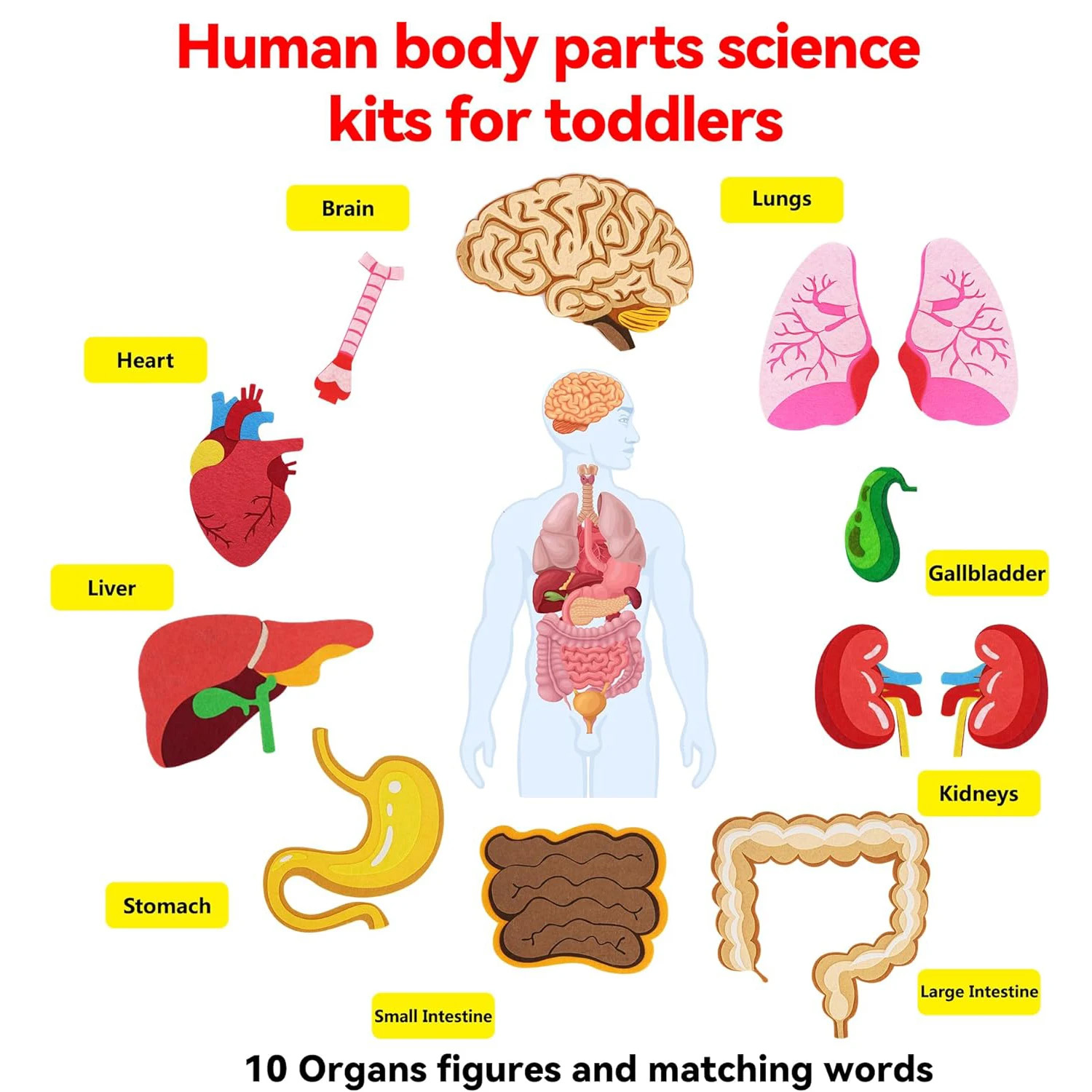 Human Body Parts Felt Board St - Kids Education Story review and price