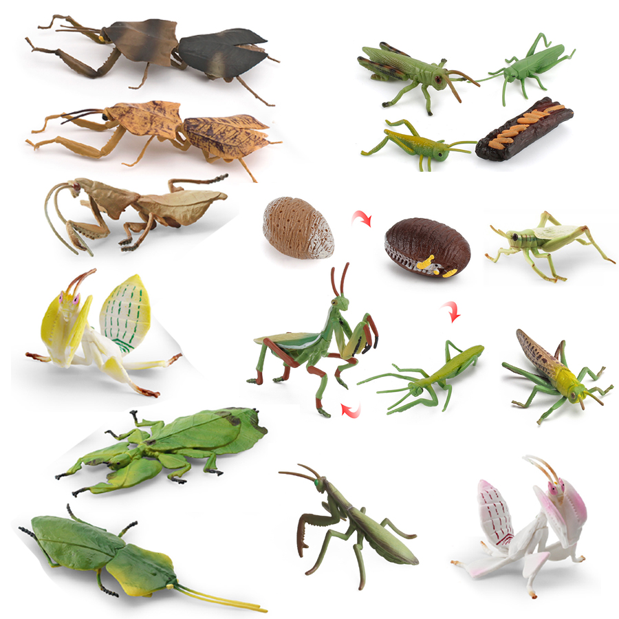 Realistic Orchid Mantis Dead L - Kids Education Picture review and price
