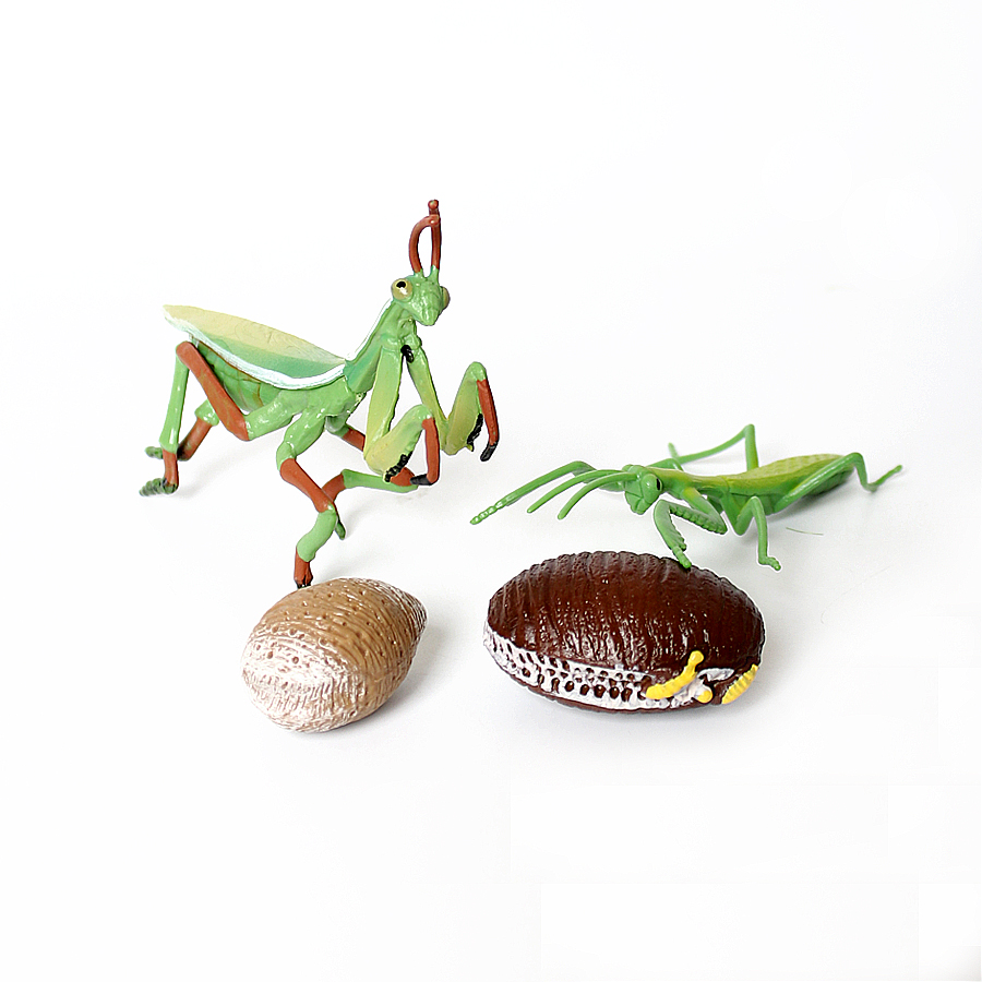 Realistic Orchid Mantis Dead L - Kids Education Picture review and price